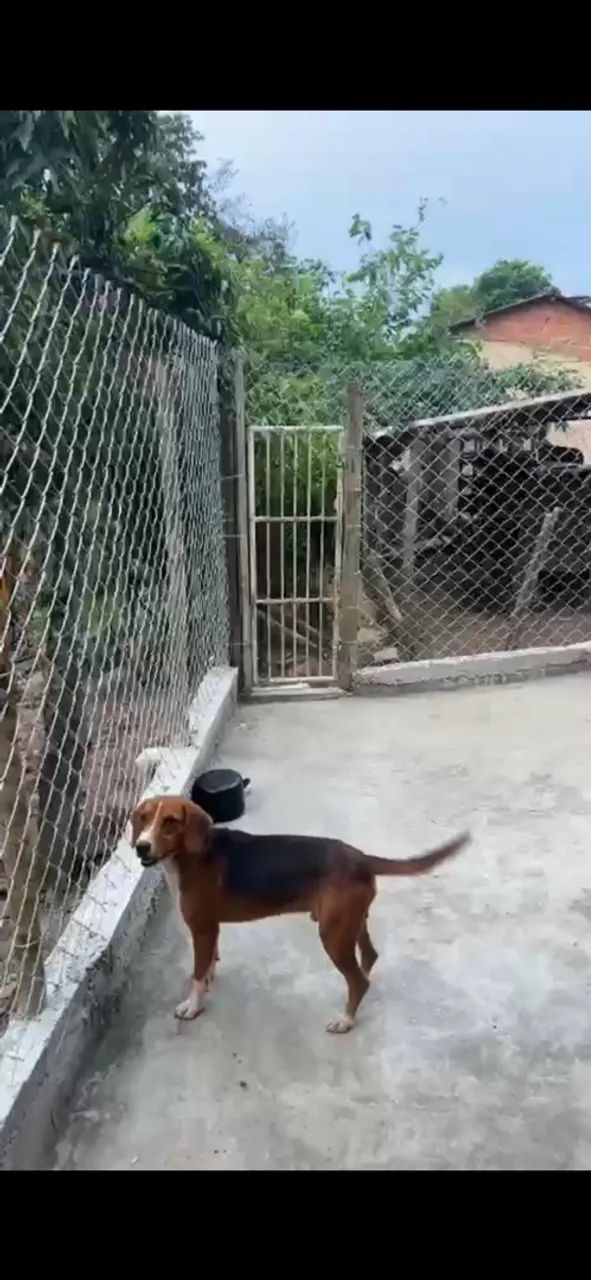 Americano com beagle - Foto 4