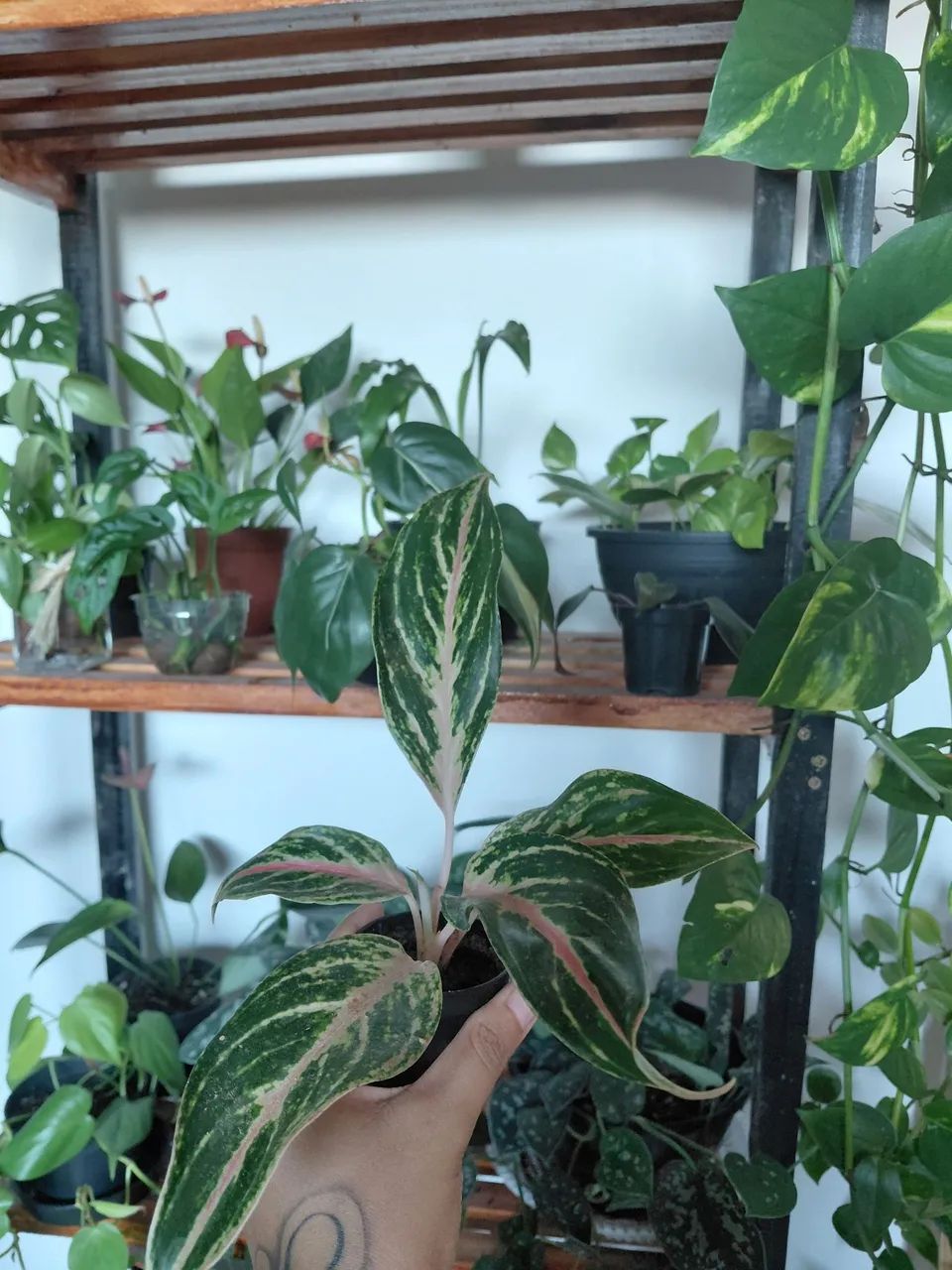 Plantas - Foto 5
