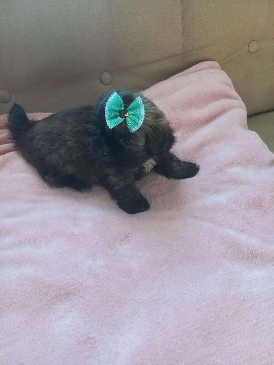 Machinho de shih-tzu 