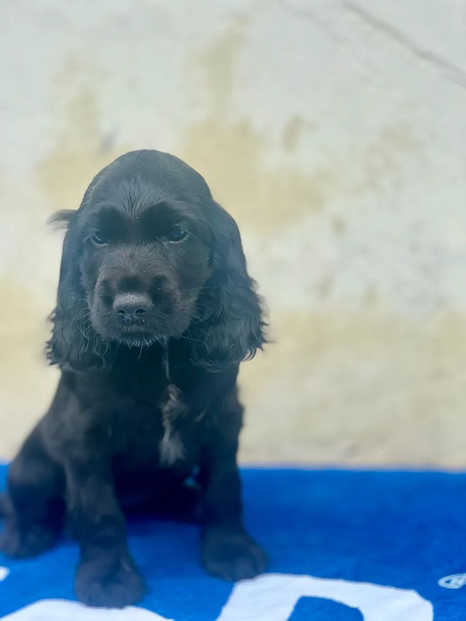 Coclear Spaniel Inglês  - Foto 3