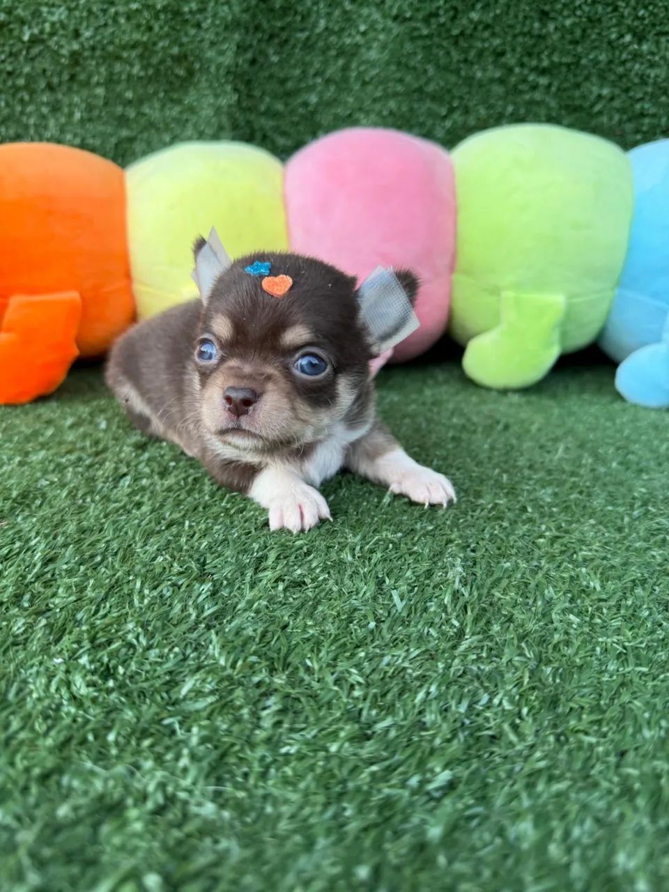 Chihuahua micro chocolate  - Foto 4