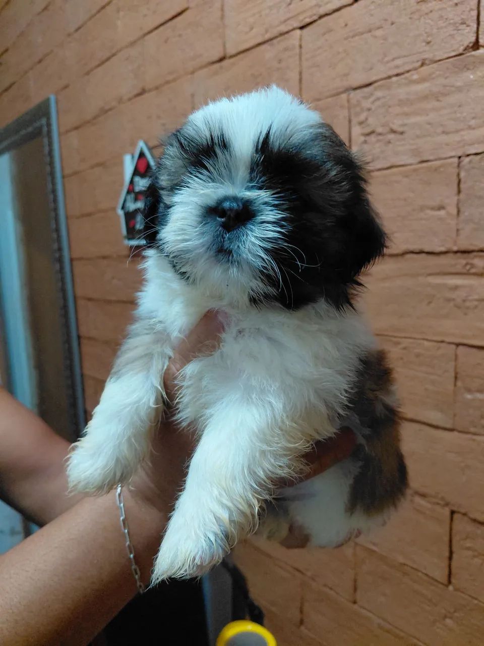 Shitzu macho disponível  - Foto 4