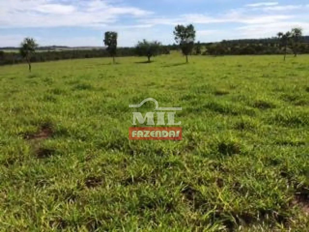 Fazenda com 45 Alqueires (218 hectares) em Ipameri - Goiás. - Foto 4