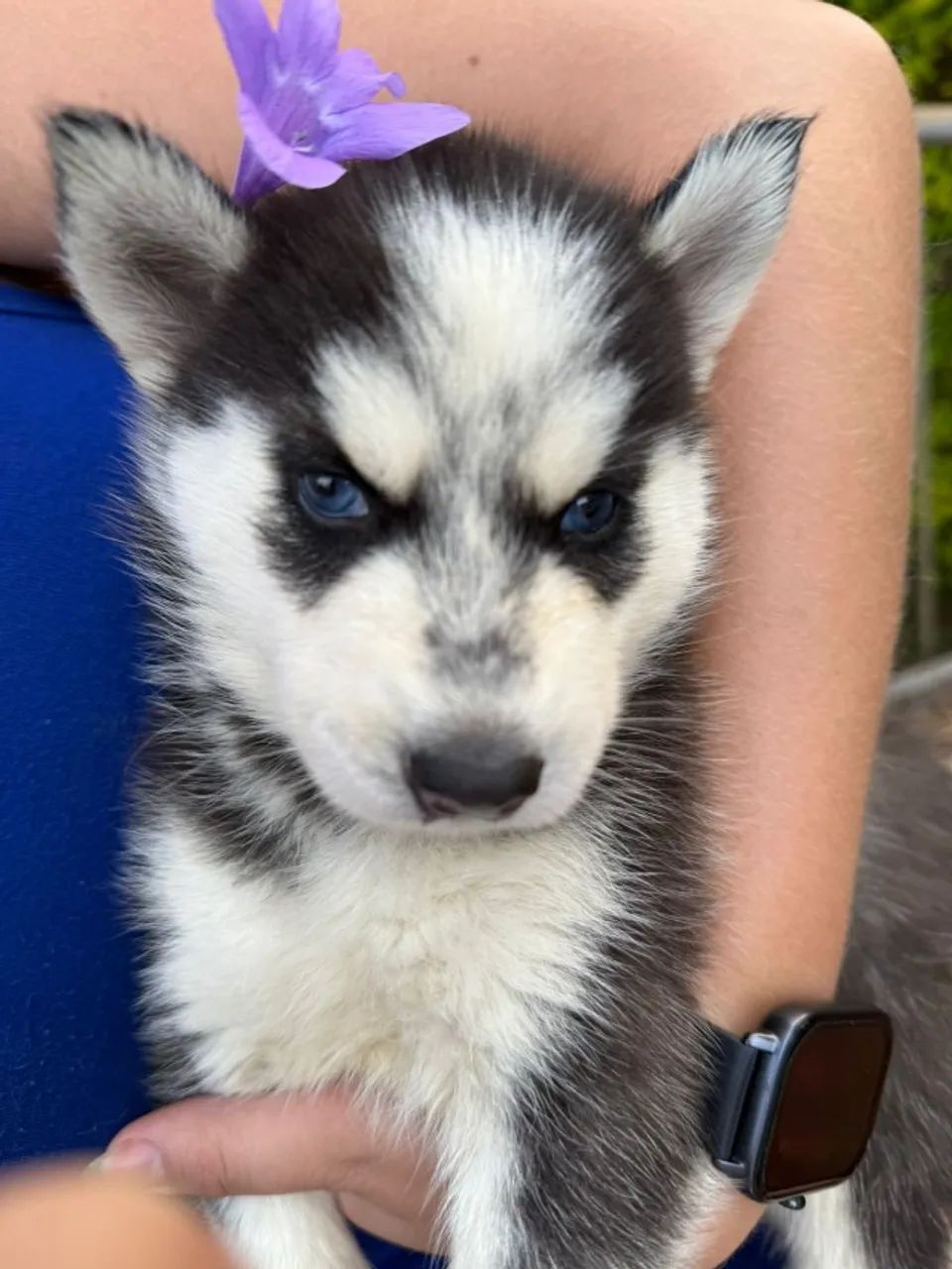 Husky siberiano de olhos claros