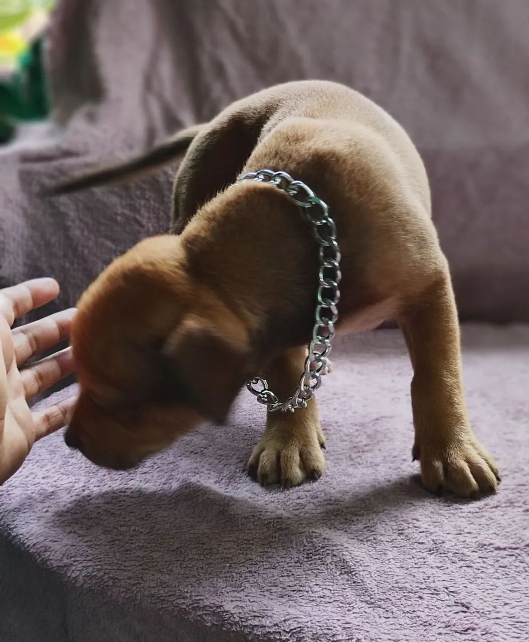 Filhote de Pitbull macho  - Foto 4