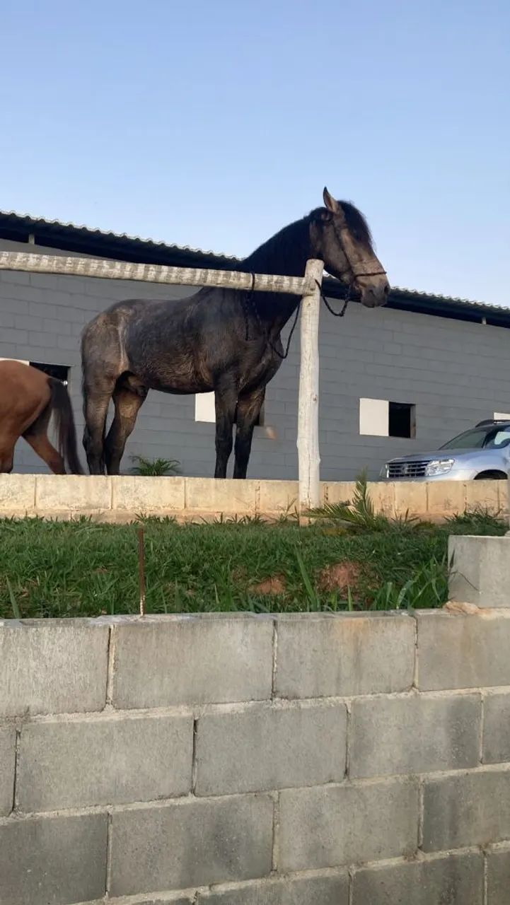 Cavalo raça lusitano - Foto 3
