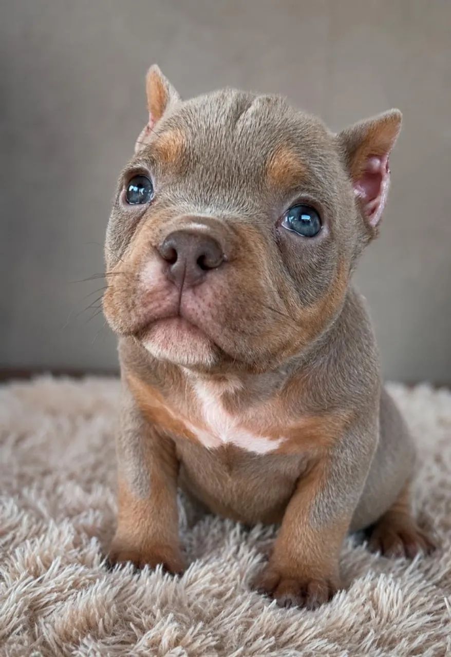 American Bully Micro Tri lilac  - Foto 3