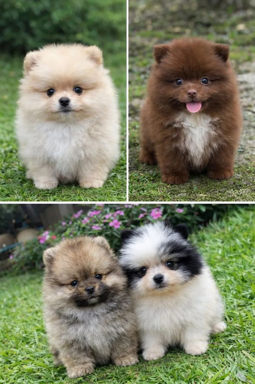 Filhotes de Spitz Alemão anão (Lulu da Pomerânia) - venda permanente - Foto 4
