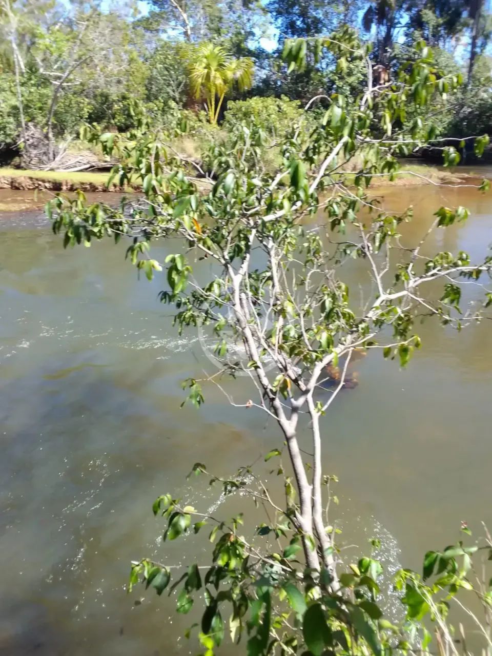 Rio Sono - Fazenda de 488 Alqueires no Povoado de Mansinho codigo: 308940