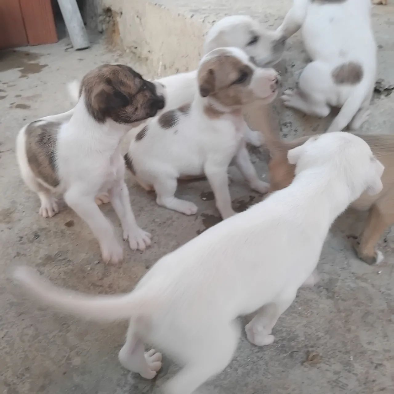 Cachorros para doa ção  - Foto 2