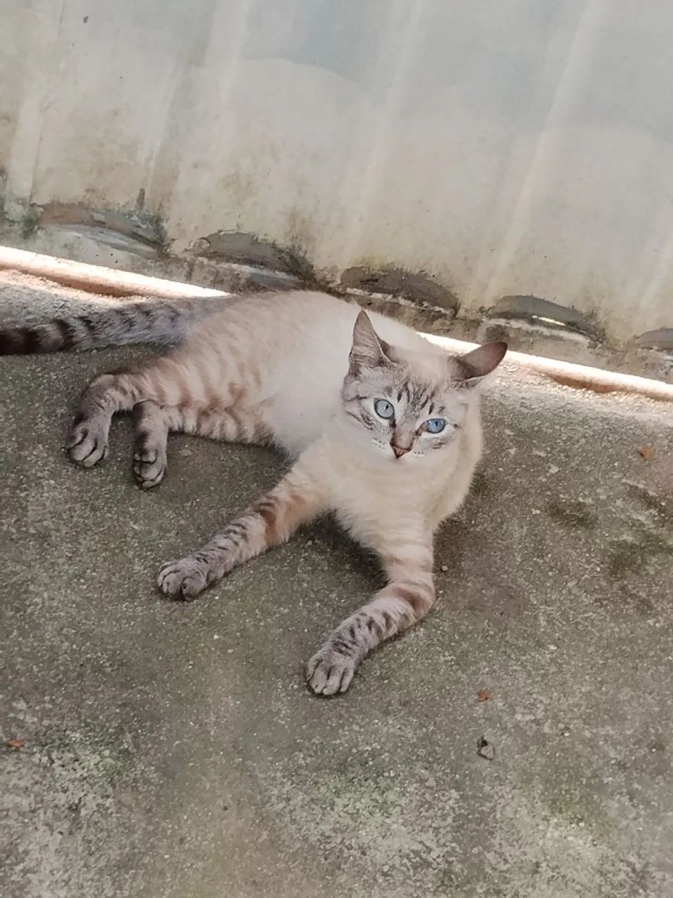 Gato macho 