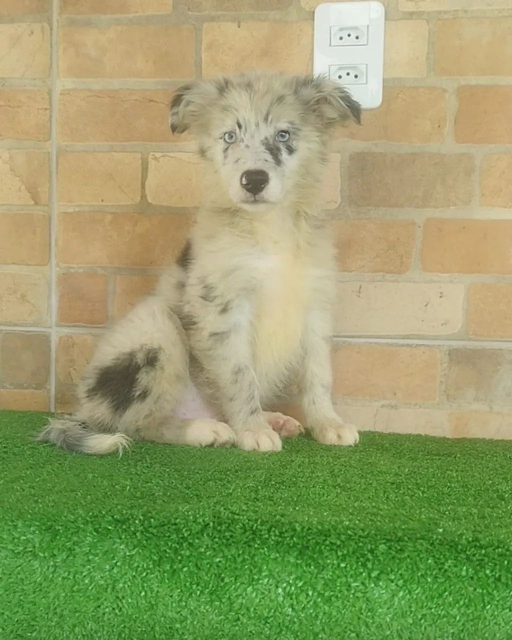 Border Collie jovens disponíveis! - Foto 4