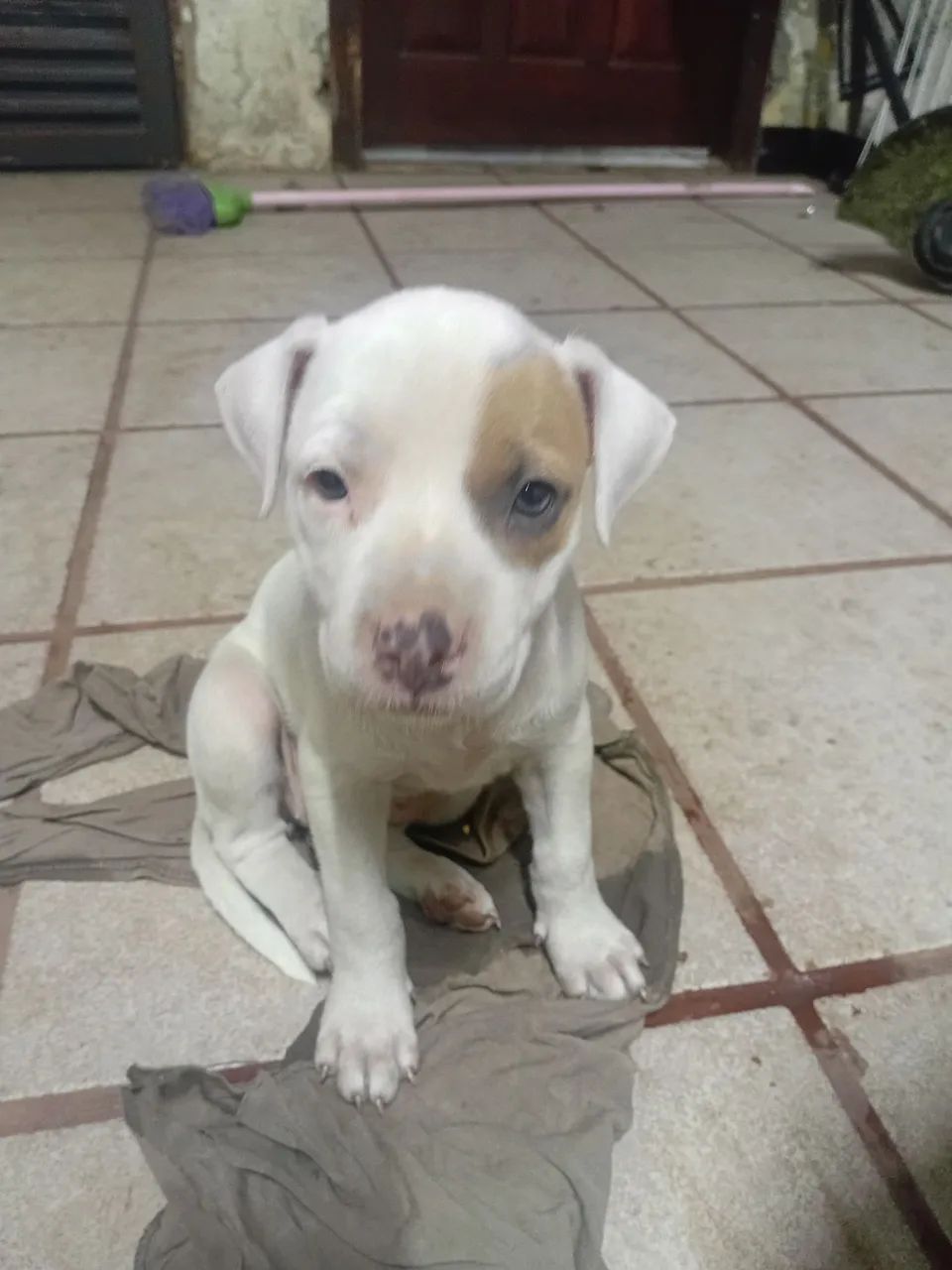 Filhote Pitbull Fêmea  - Foto 5