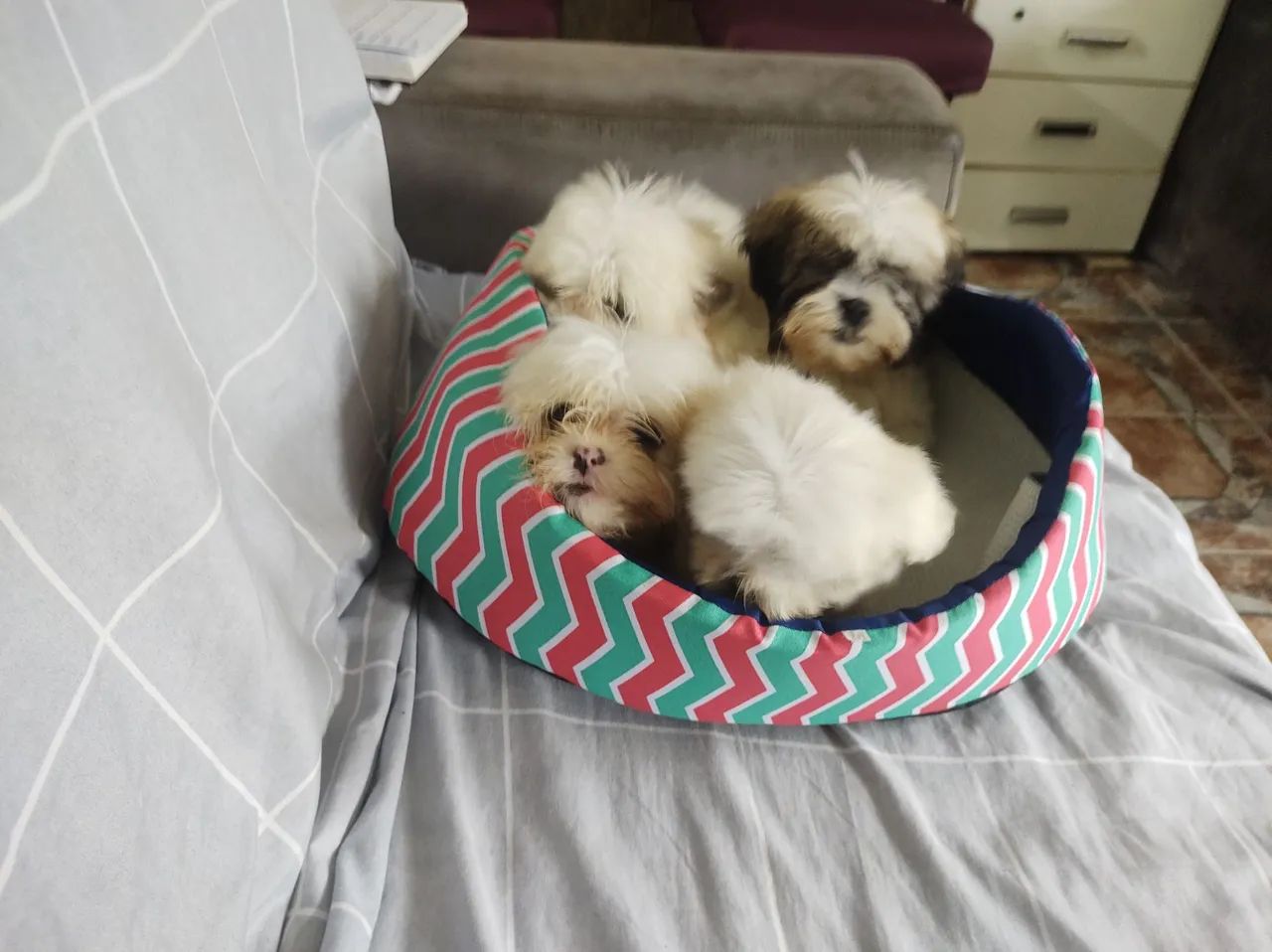 Lhasa Apso 800. - Foto 3
