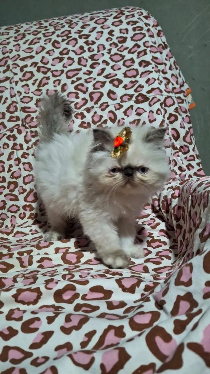 Gato persa - Foto 4