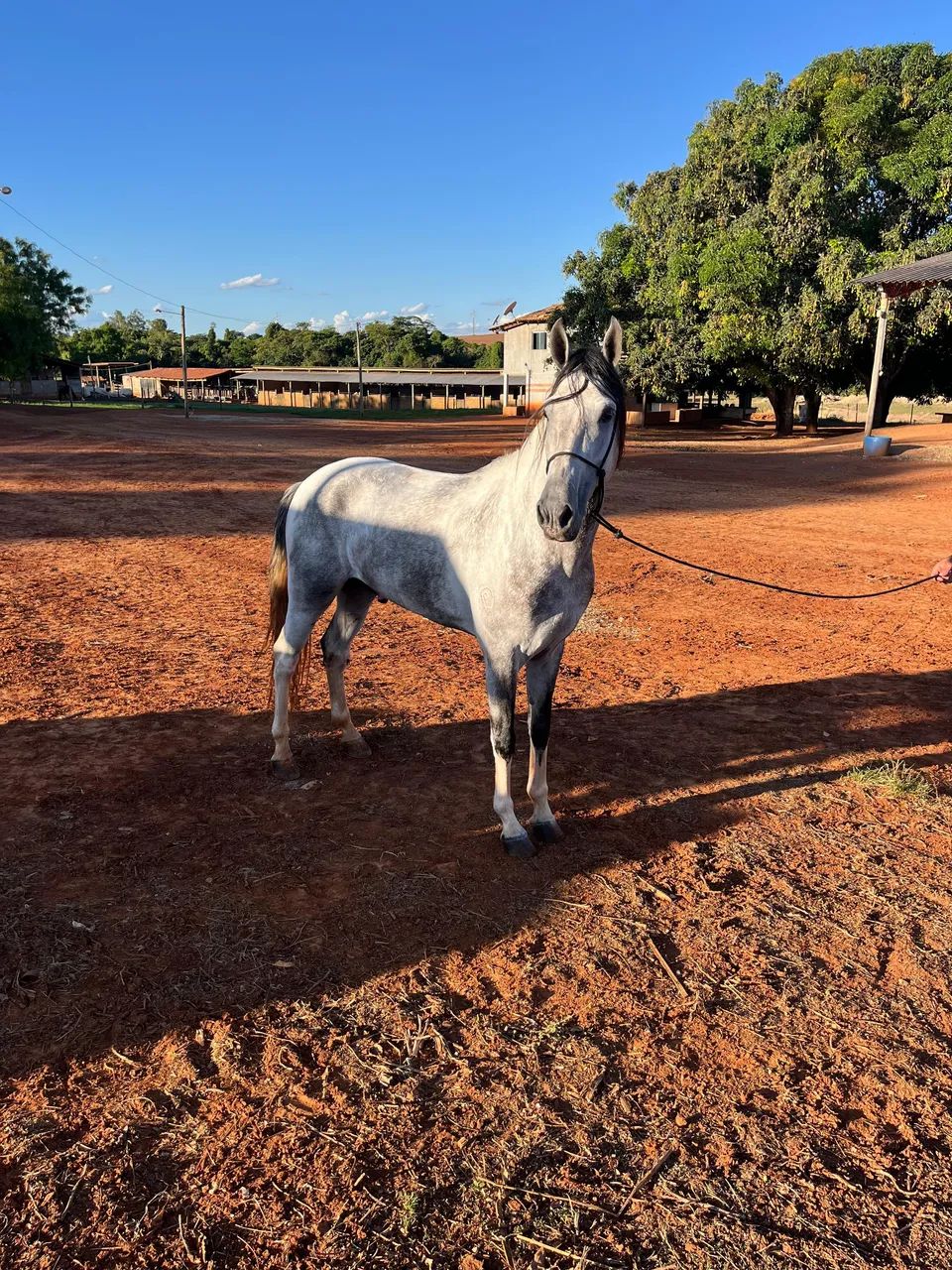Cavalo Mangalarga Marchador