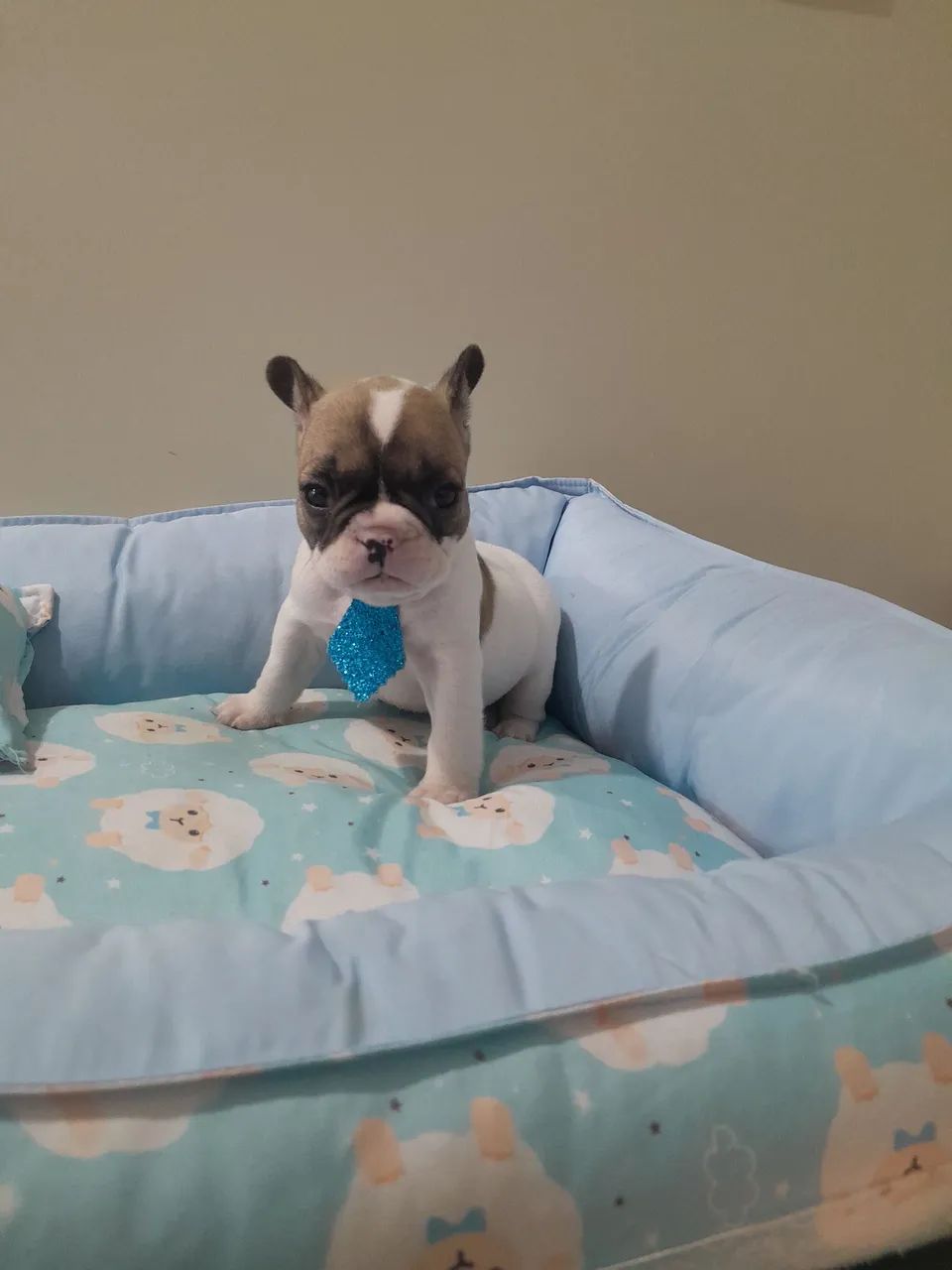 Promoção Bulldog Francês macho anão 10x190