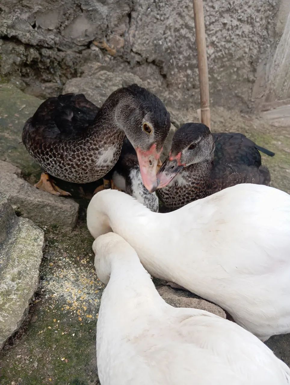 Combo de Patos  - Foto 2