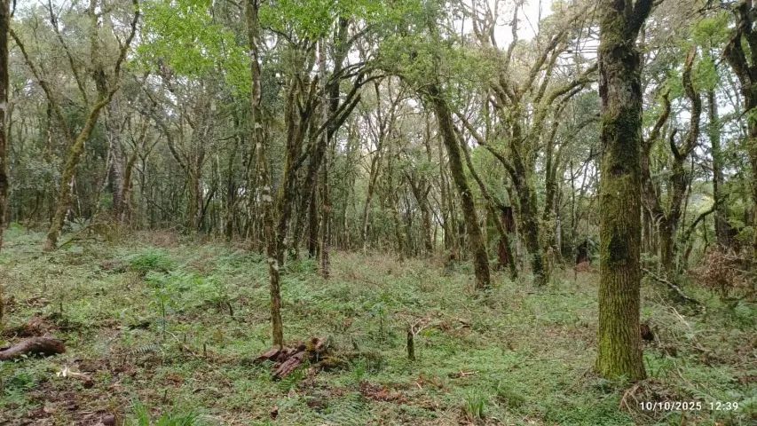 Imóvel rural com 40.000 m2 - Foto 3