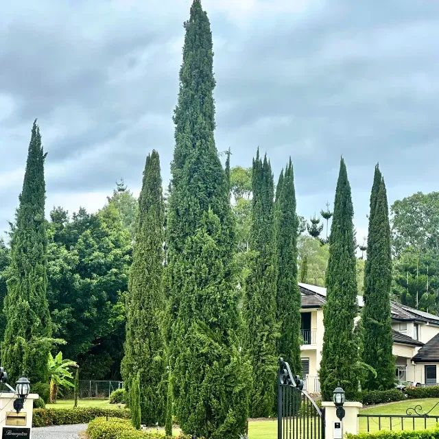Muda de Cipreste Italiano - Foto 3