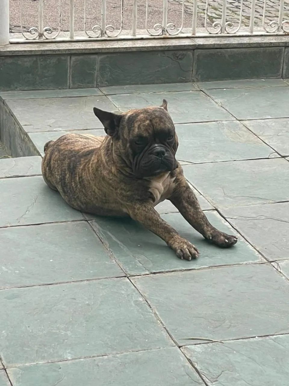 Cães  - Foto 3