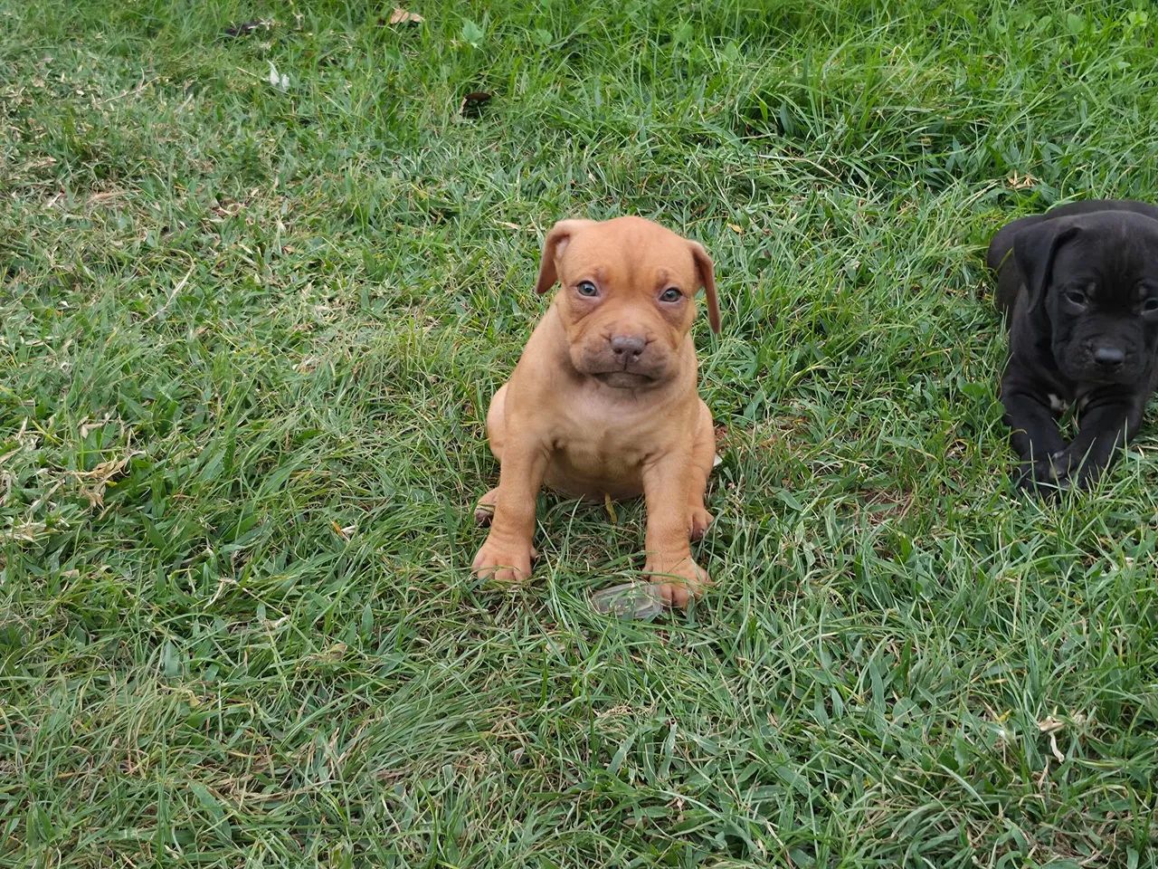 Filhotes de pit Bull  - Foto 4