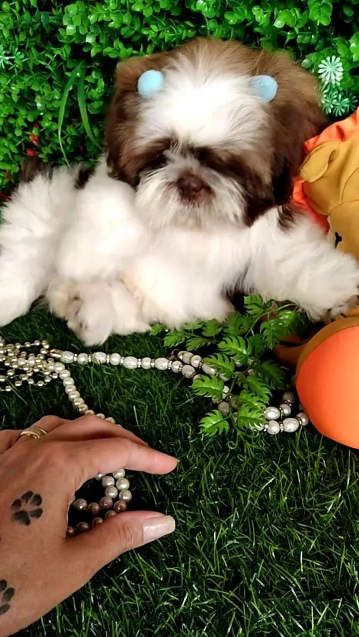 Filhote Shih tzu Macho Caramelo - EvaFilhotes  - Foto 2