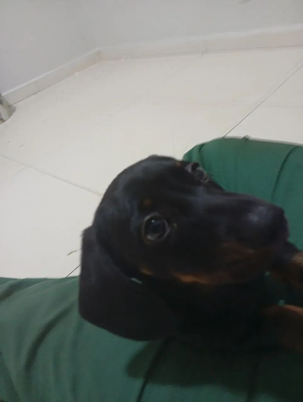 Filhote dachshund  - Foto 3