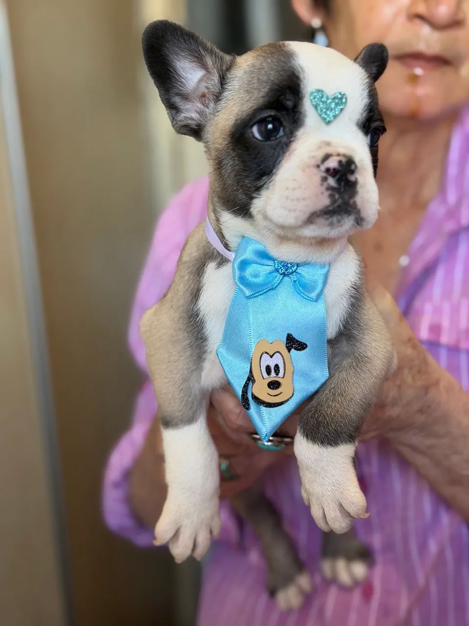 Buldogue francês macho microchipado  - Foto 4