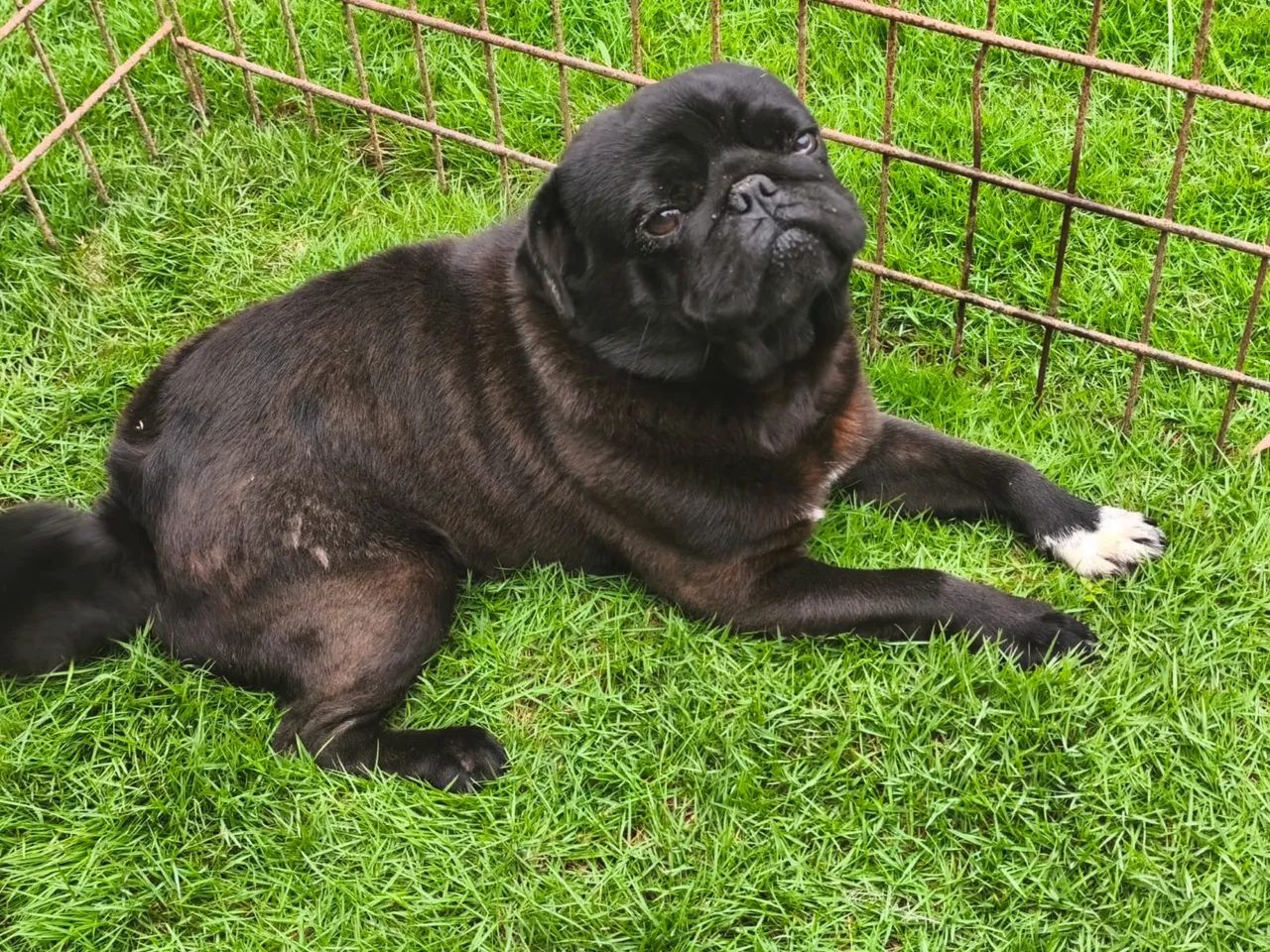 Cachorro da Raça Pug  - Foto 3