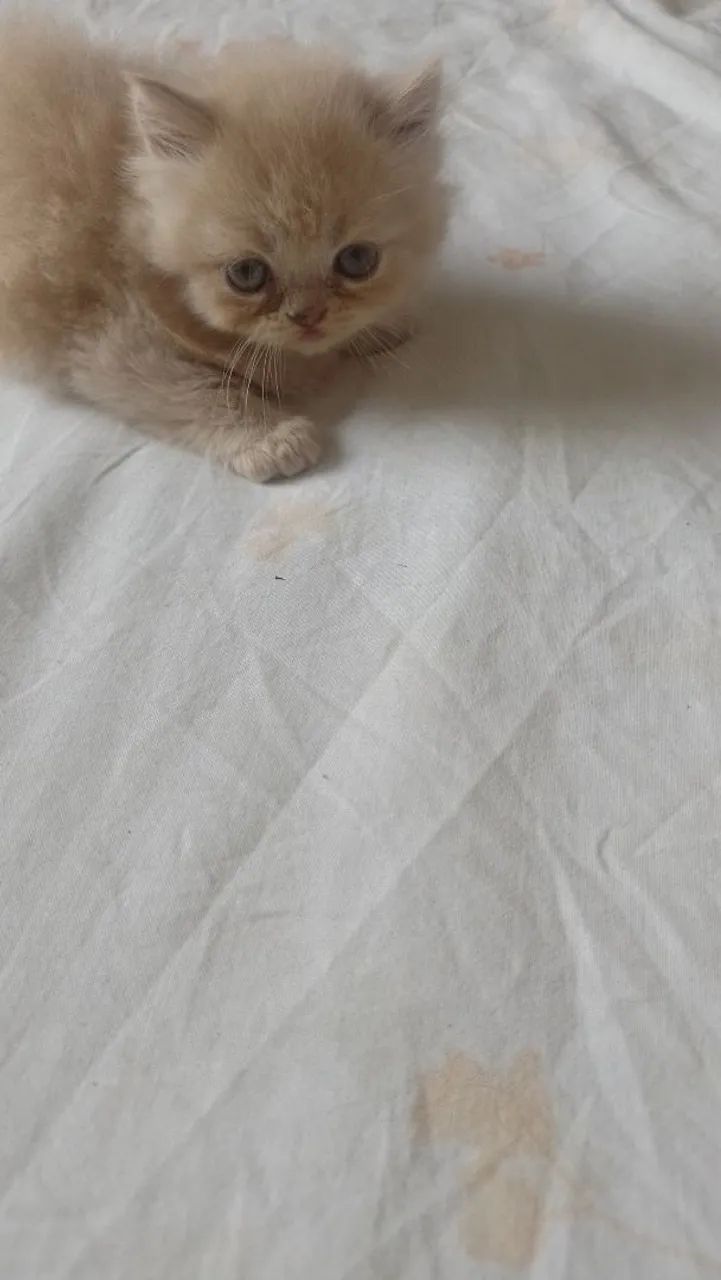 Gato persa - Foto 3