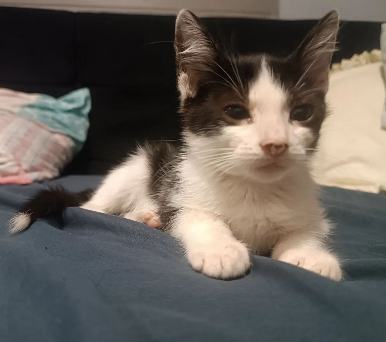 Doa-se gatinho frajola resgatado macho - Foto 2