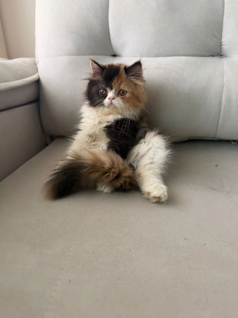 Gata Persa - Foto 5