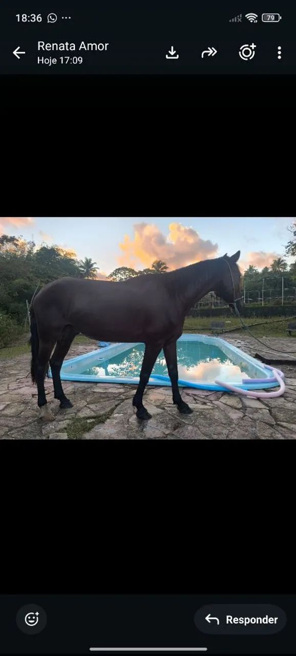 Cavalo Manga Larga  - Foto 3