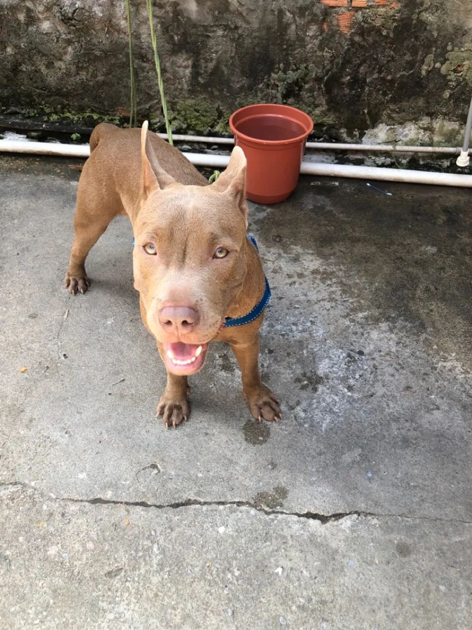 Cachorro pit monster - Foto 4