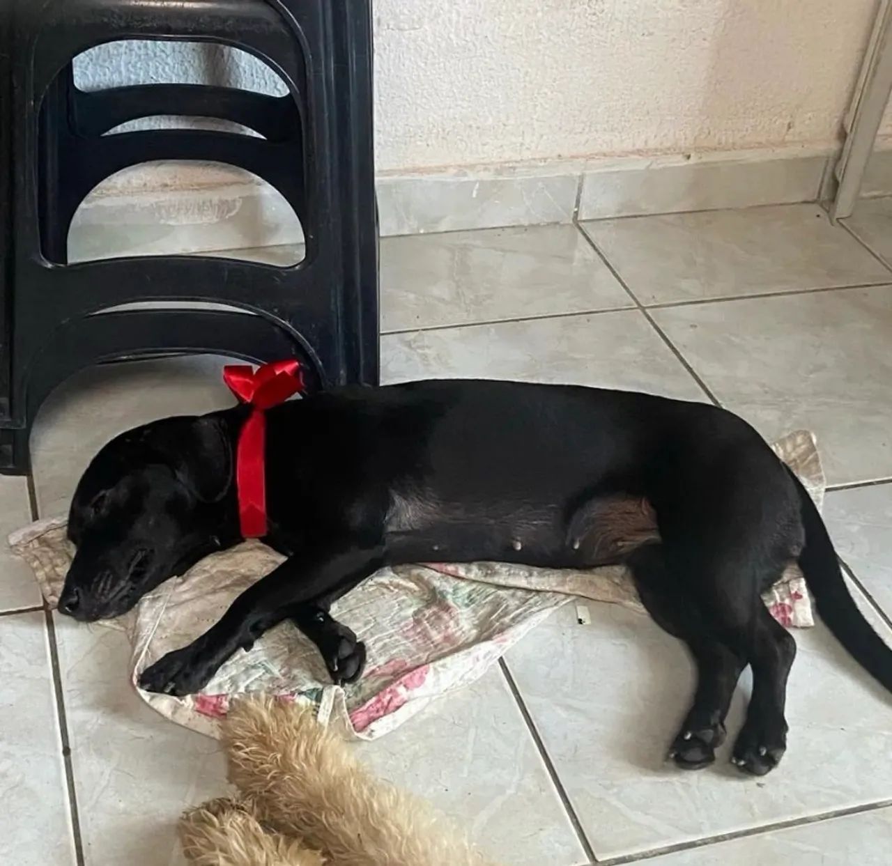 Doação responsável- cão salsicha  - Foto 4