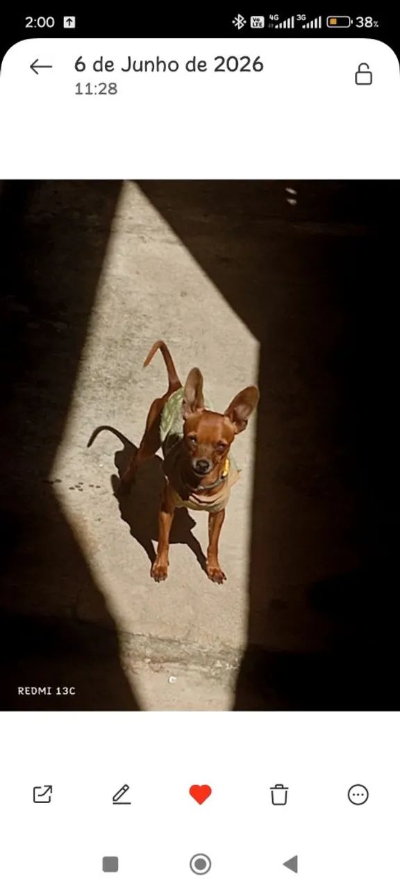 Pincher  - Foto 2