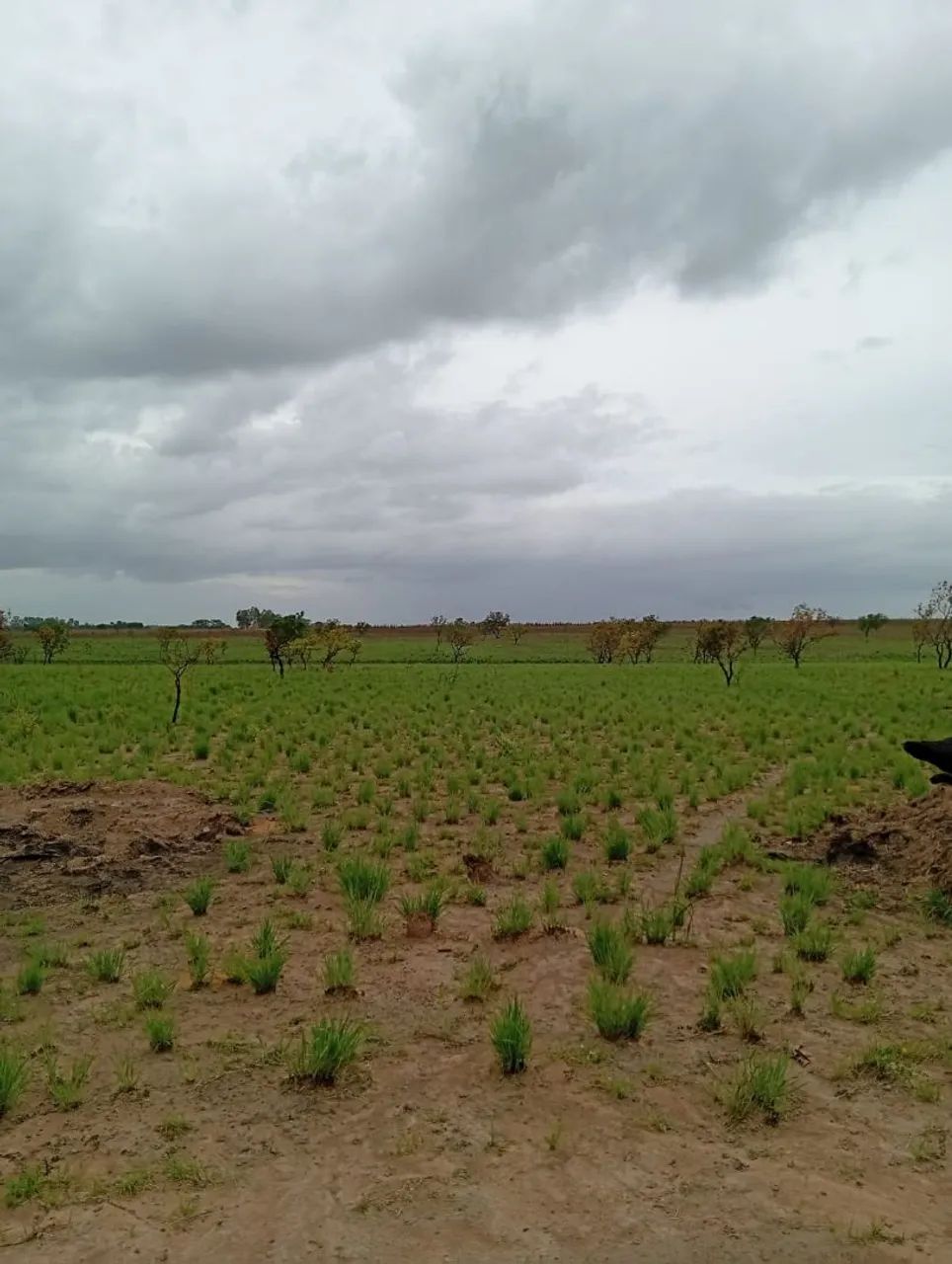 Foto - Boa Vista - Equatorial