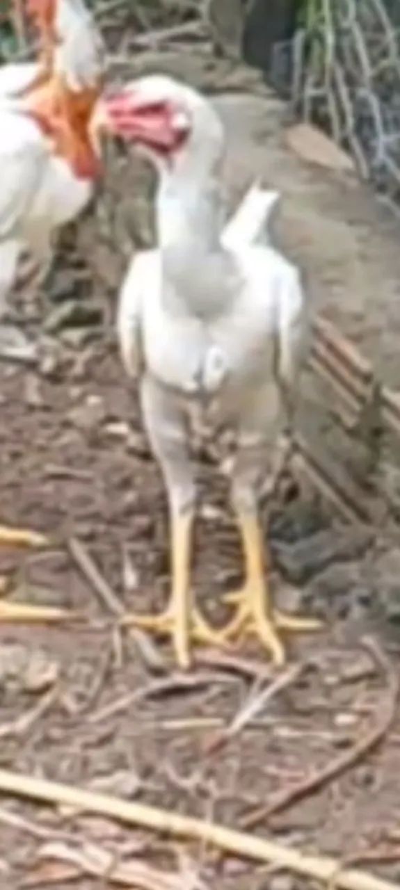 Aves. - Foto 2