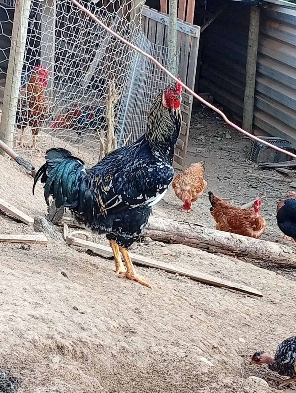 frango indio gigante com gsb  - Foto 2