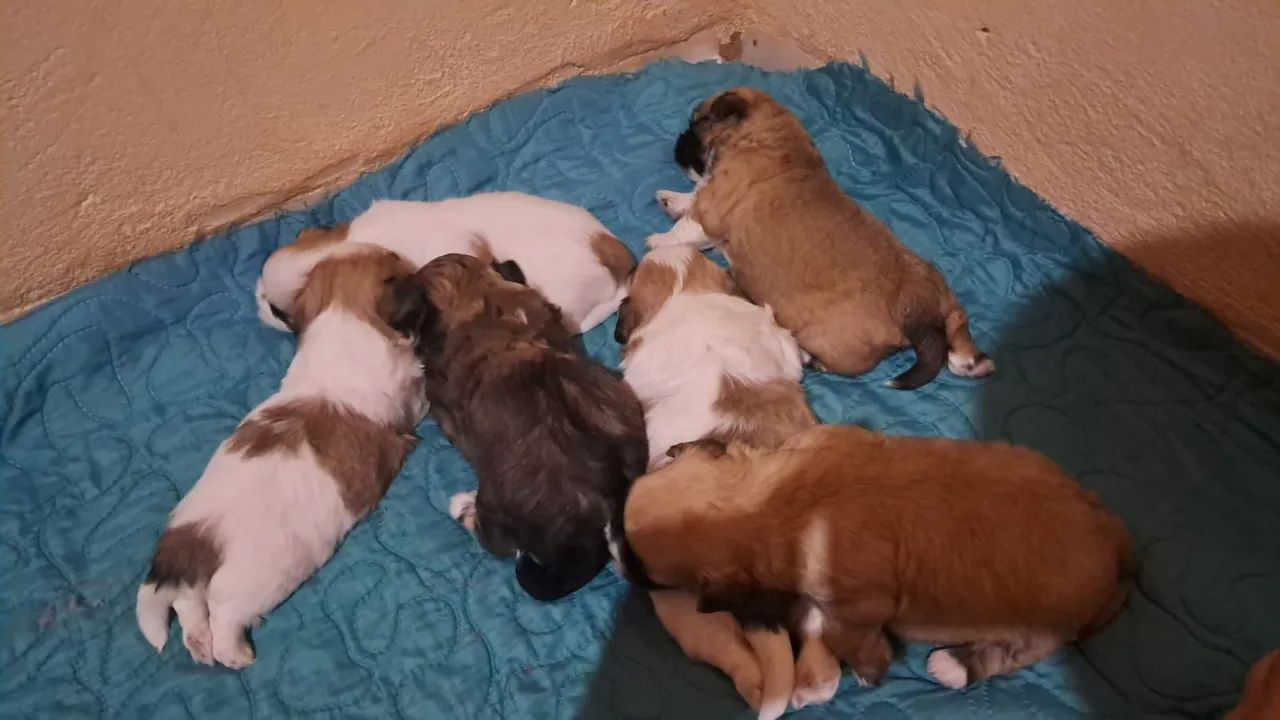 Shih Tzu Mini - Foto 5
