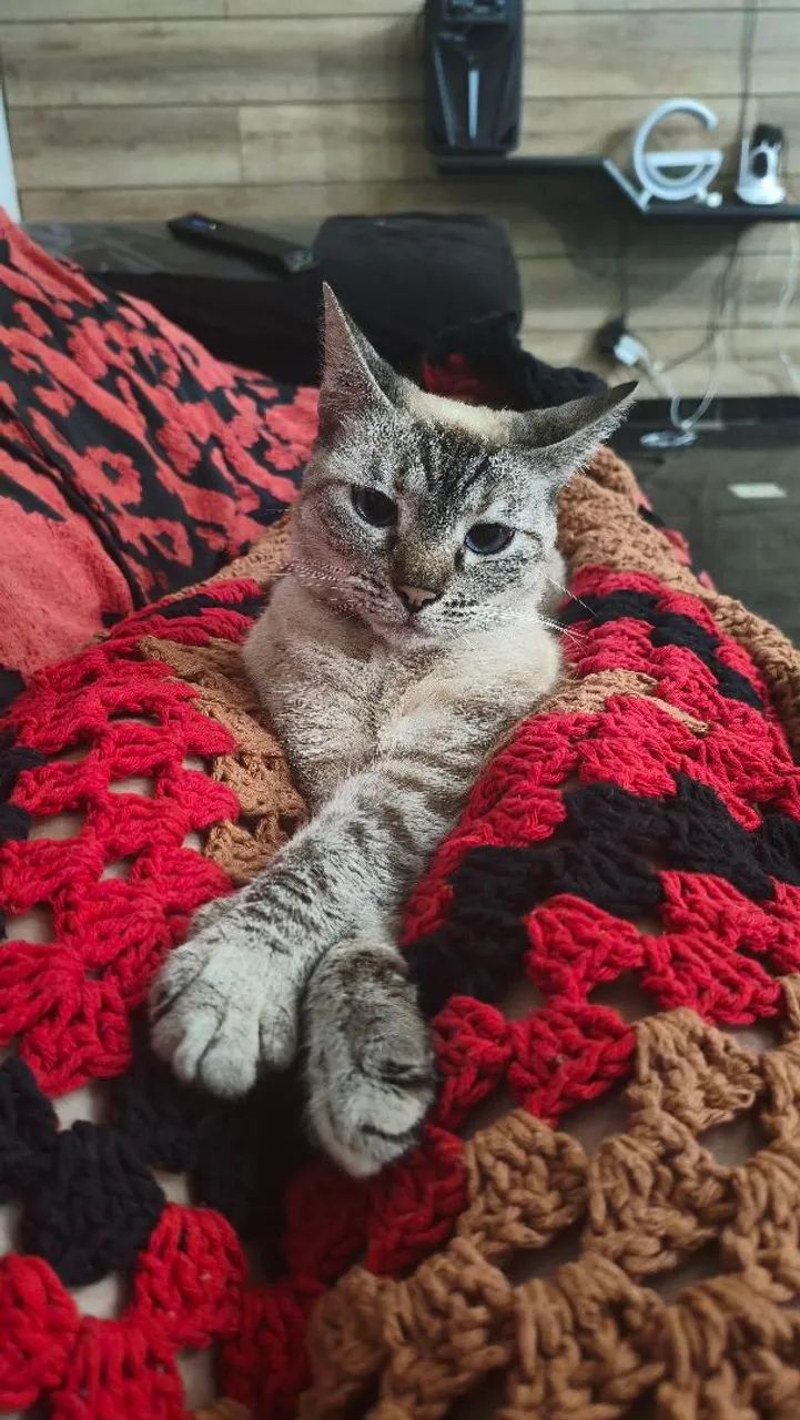 Doação responsável Gata Castrada e vacinada - Foto 2