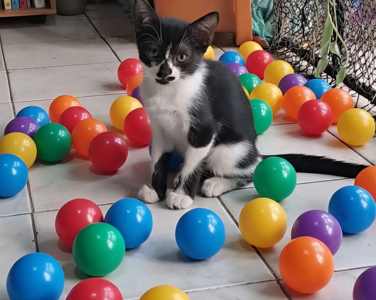 Doação responsável  - Foto 6