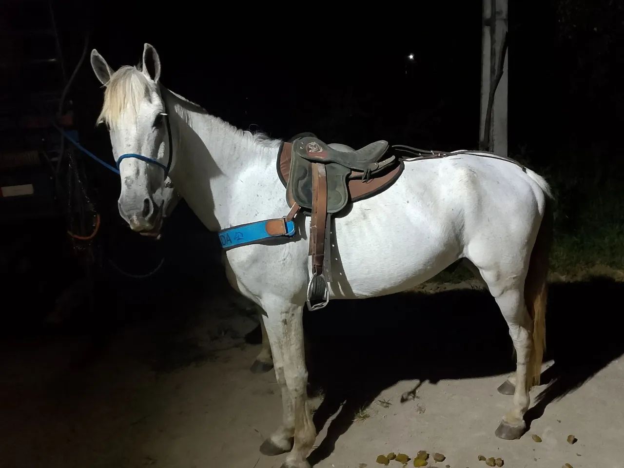 Cavalo de campo 