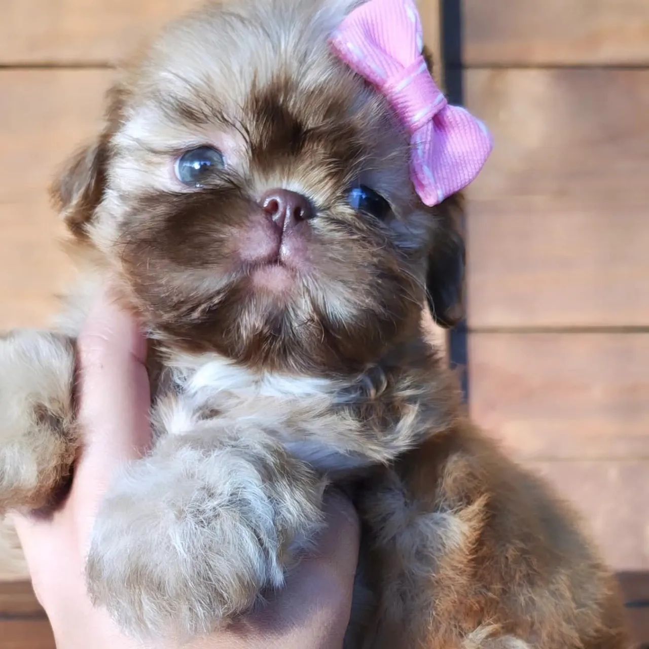 Fêmea shih Tzu  - Foto 4
