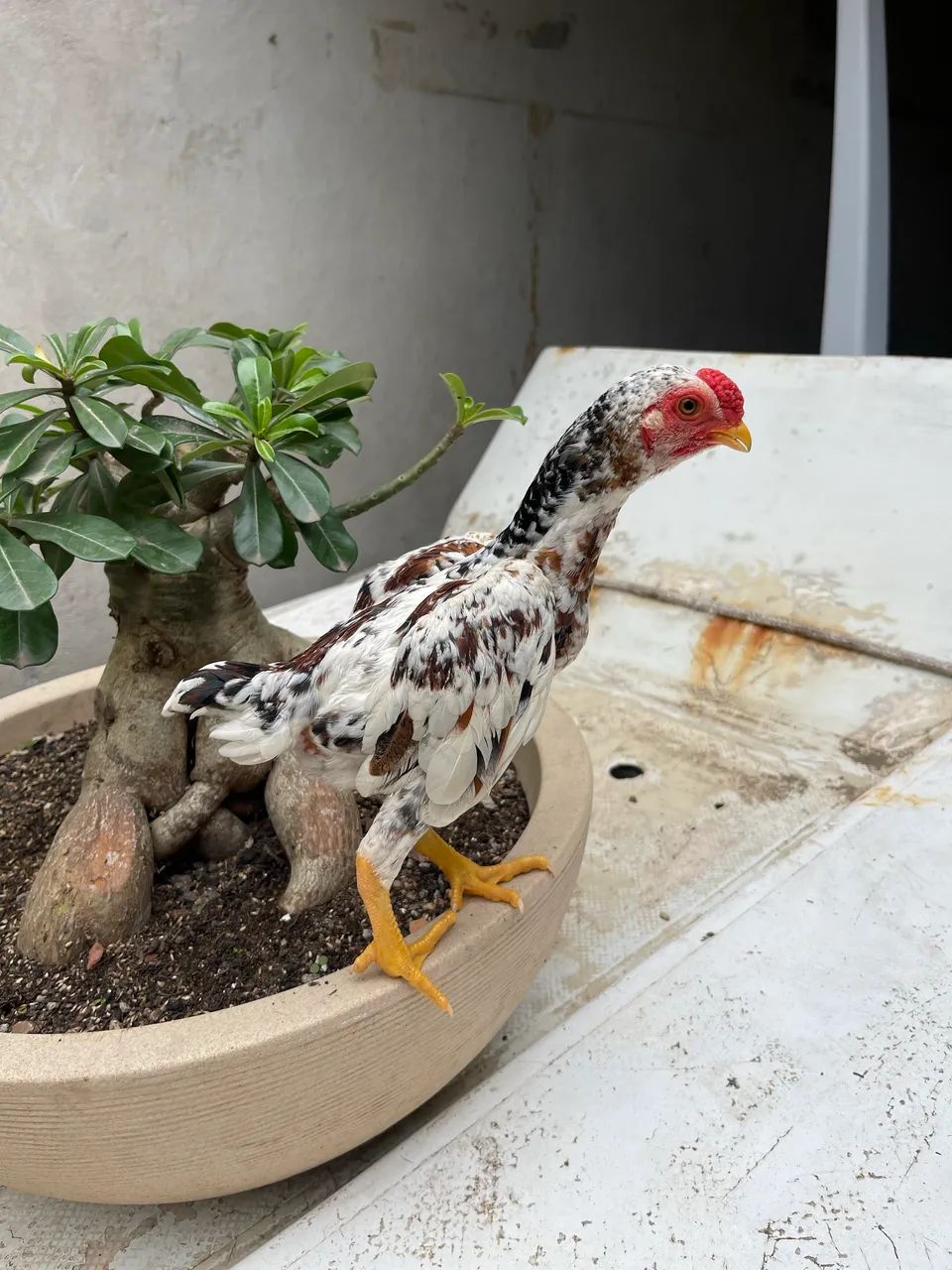 Mini galo
