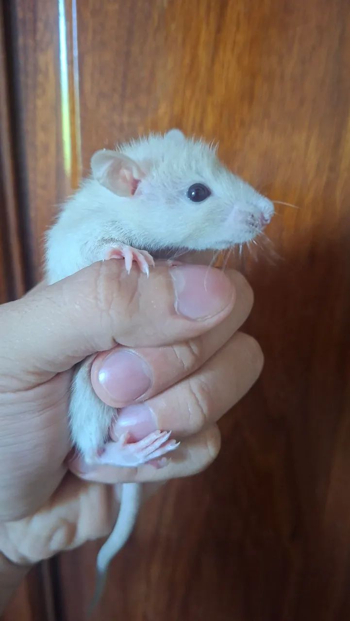 Rato twister  - Foto 6