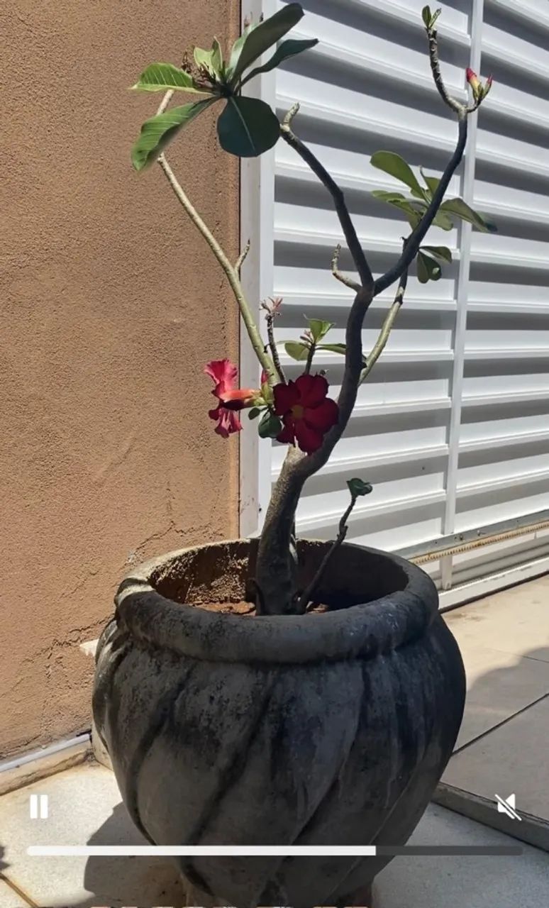 Vende-se planta  - Foto 2