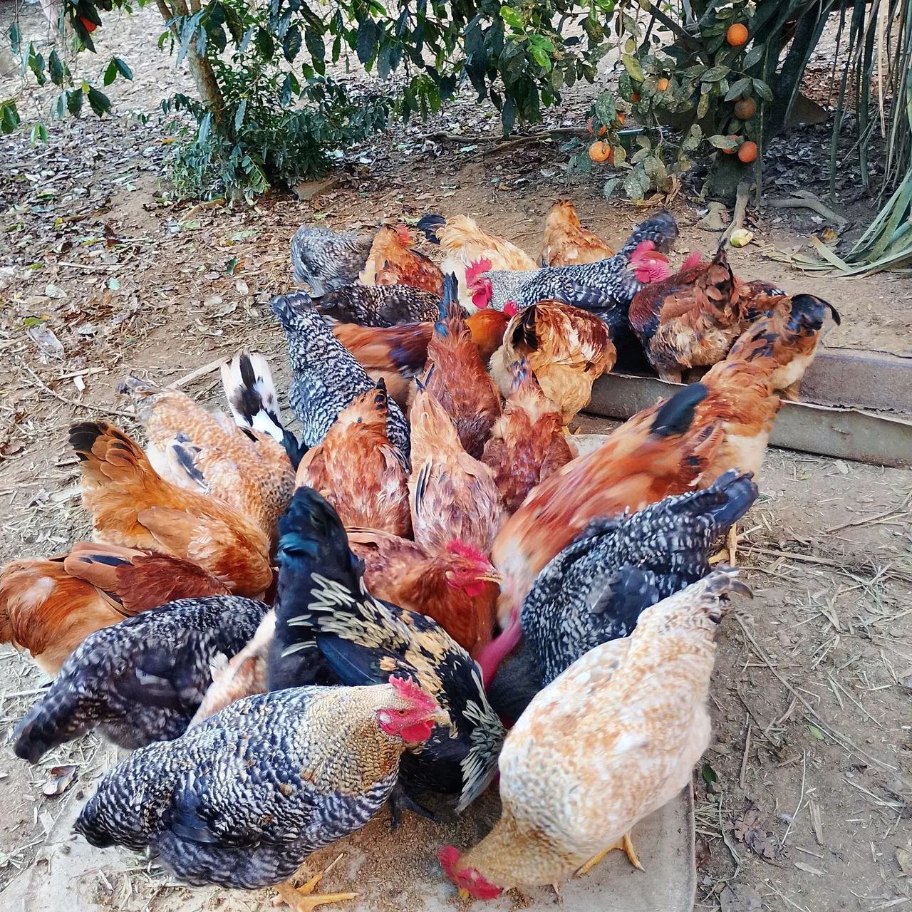 Vendo frangos caipira mistos.  - Foto 3