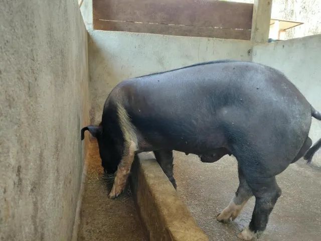 Porco Barrão - Foto 2